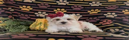 Maltipoo dogs for sale: Janie Hypoallergenic - Ad 5
