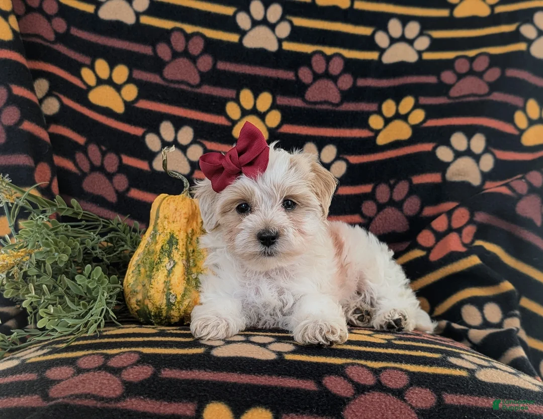 Maltipoo dogs for sale: Janie Hypoallergenic - Ad 5