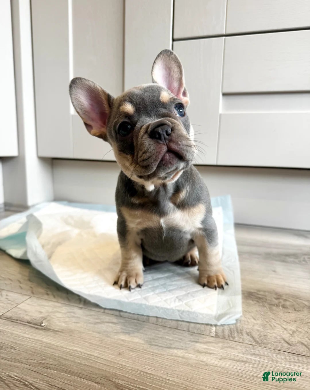 French Bulldog dogs Manny - Ad 35