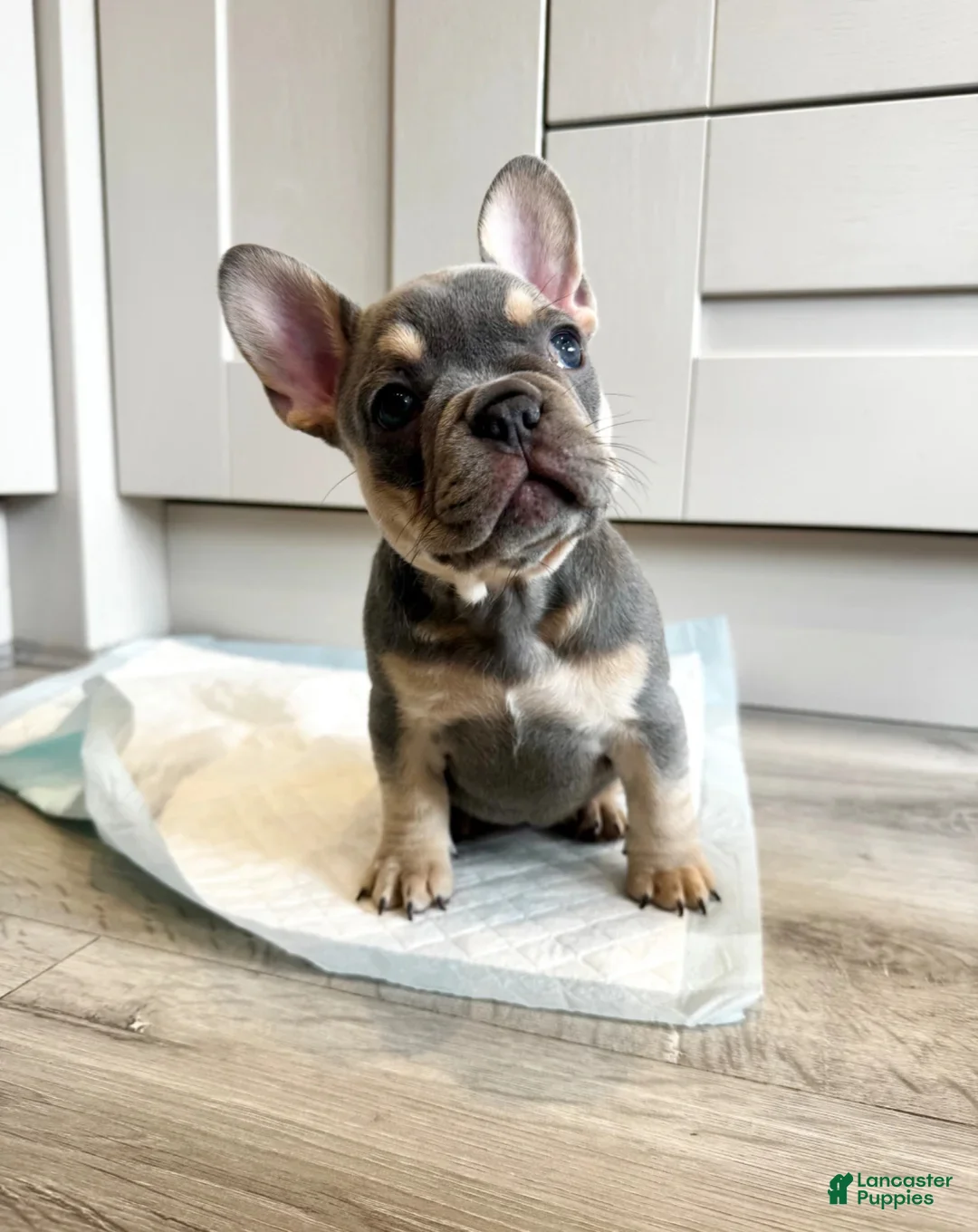 French Bulldog dogs for sale: Manny - Ad 1