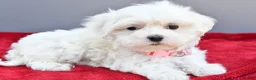 Maltese dogs for sale: Darcey - Ad 8