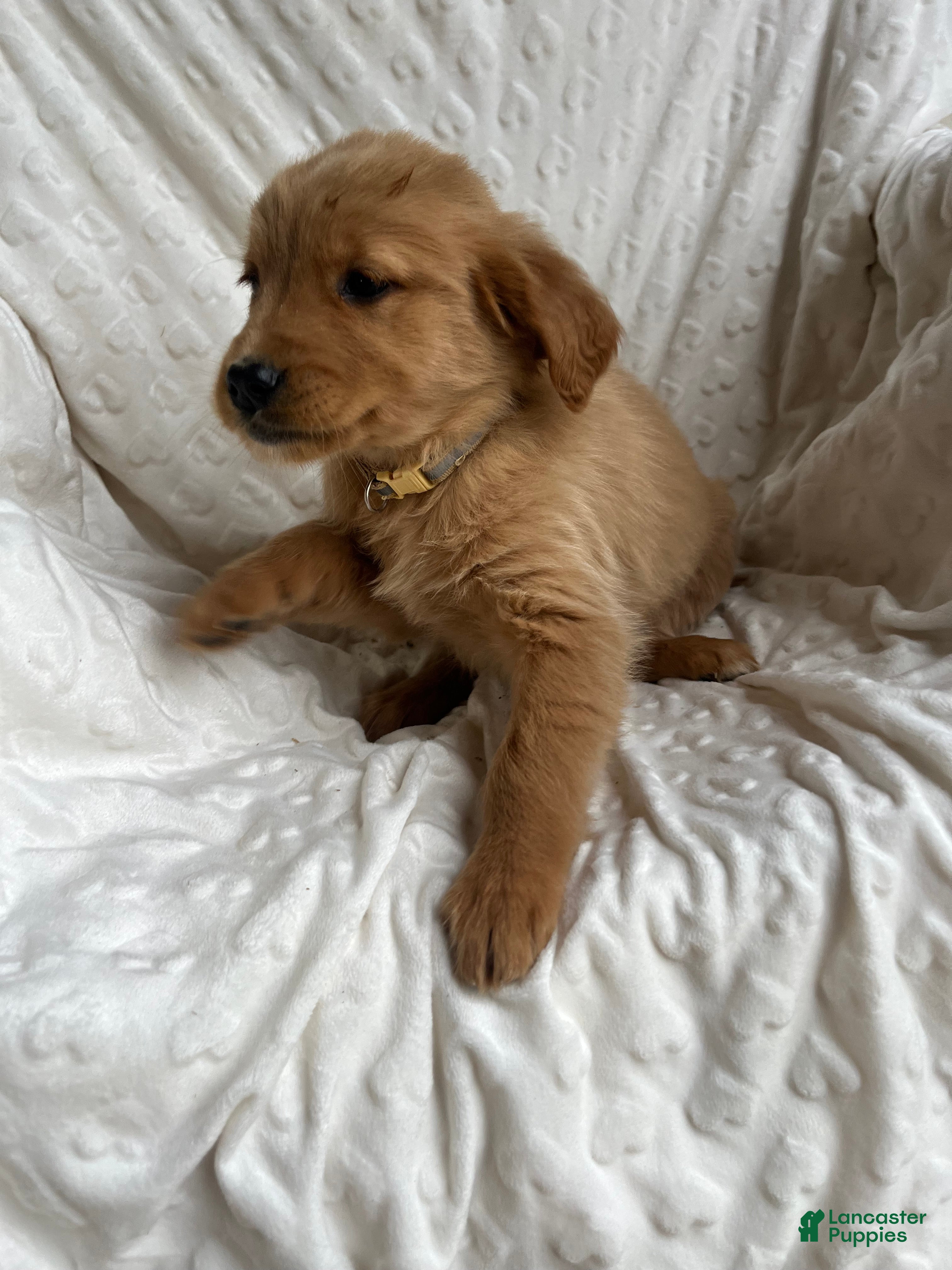 Golden Retriever dogs Golden Retriever Puppy 4 - Ad 18