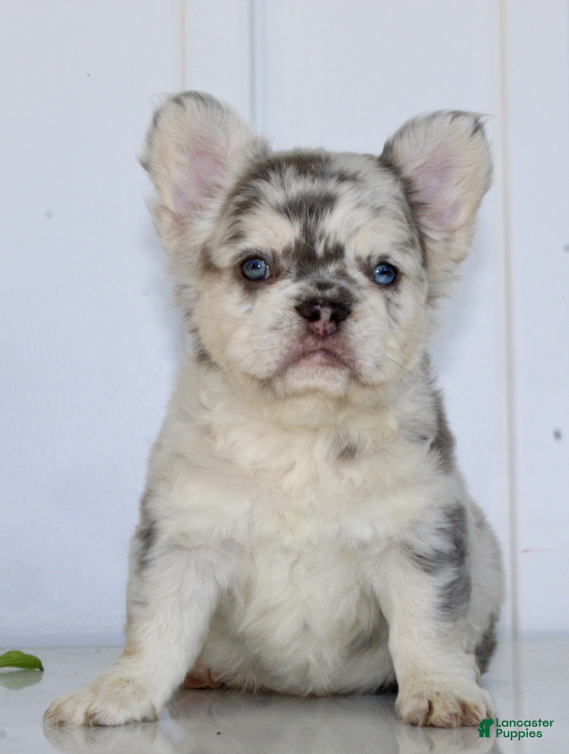 French Bulldog dogs Taffy - Ad 2
