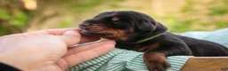 Doberman Pinscher dogs for sale: Griffin - Ad 5