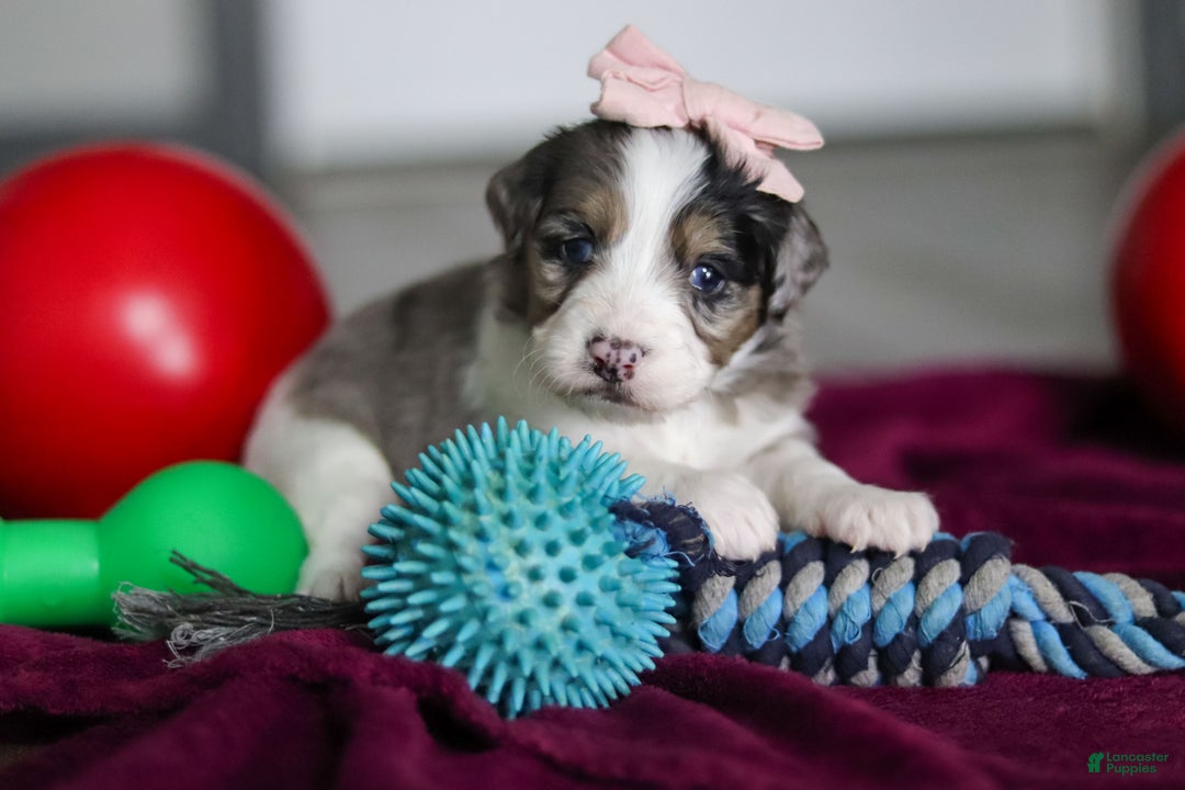Mini Bernedoodle dogs for sale: Juliet - Ad 2
