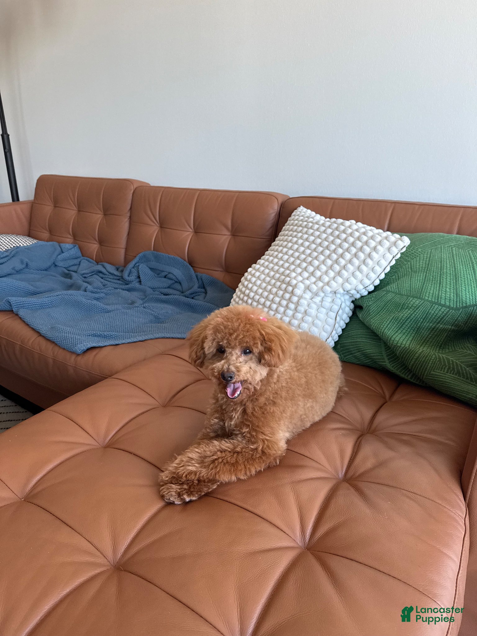 Toy Poodle dogs Toy Poodle Puppy - Ad 2