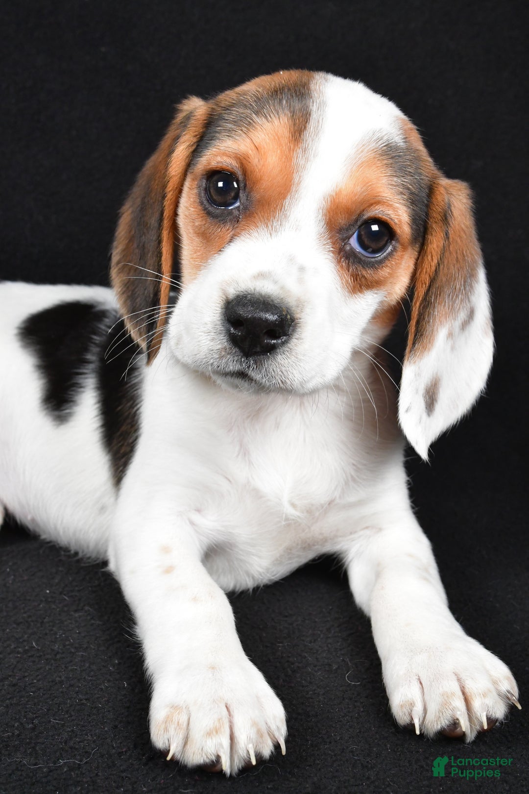 Beagle dogs for sale: Abby - Ad 5