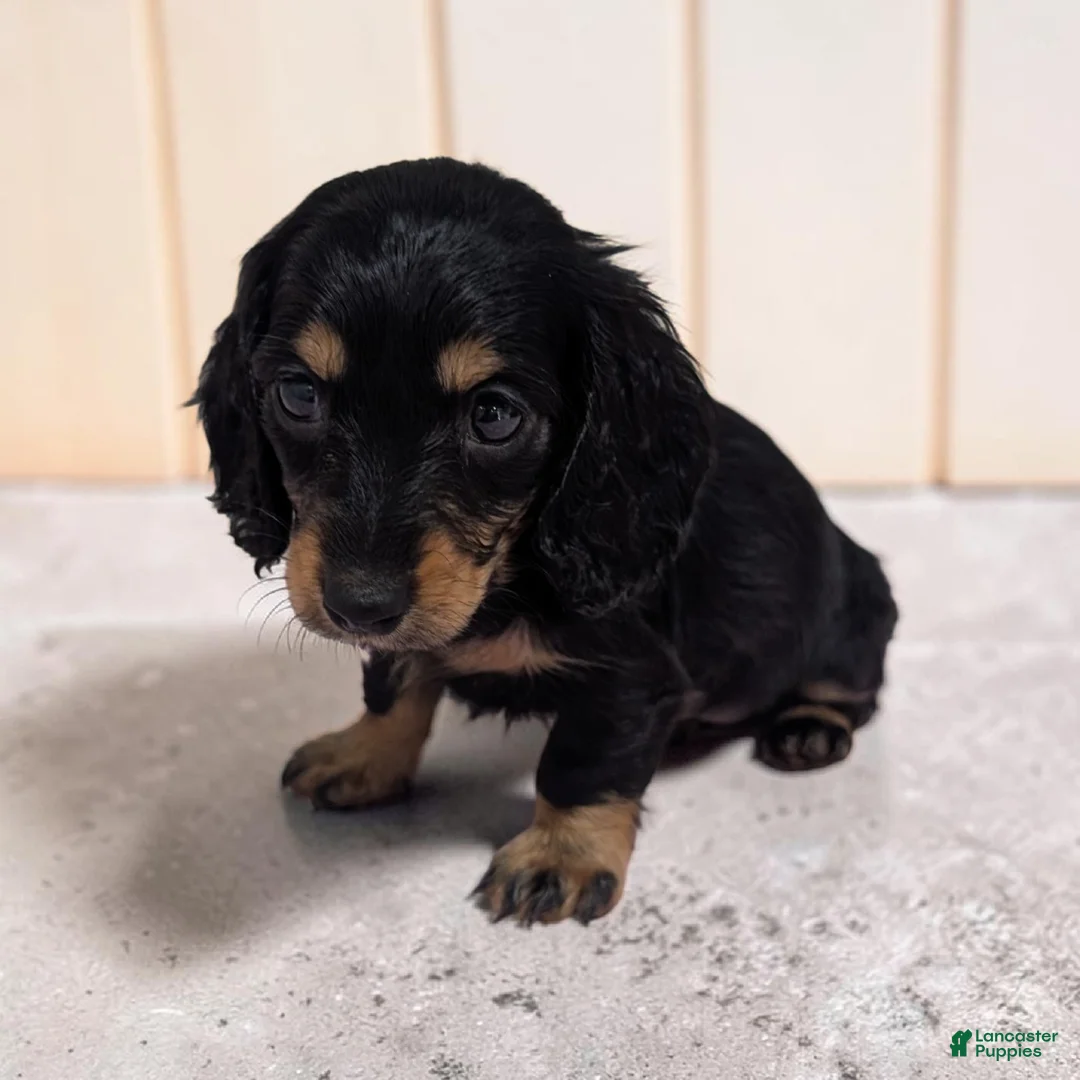 Miniature Dachshund dogs for sale: Blakely - Ad 1