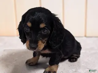 Miniature Dachshund dogs for sale: Blakely - Ad 3