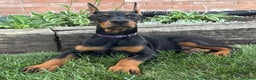 Doberman Pinscher dogs for sale: Selene - Ad 11