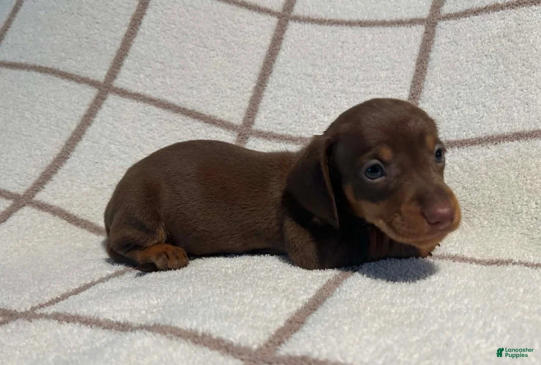 Miniature Dachshund dogs for sale: AKC Wayne delivery available  - Ad 6