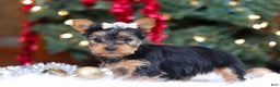 Yorkshire Terrier dogs for sale: Stella - Ad 4