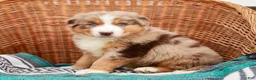 Australian Shepherd dogs for sale: Rufas - Ad 1