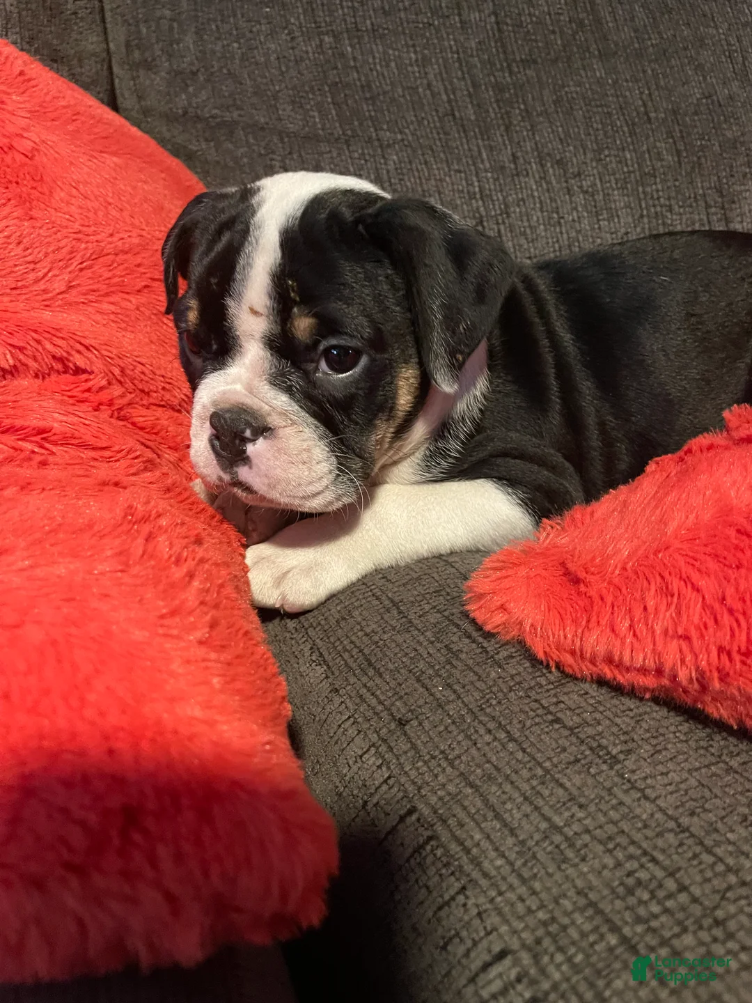English Bulldog dogs for sale: English Bulldog 2 - Ad 2