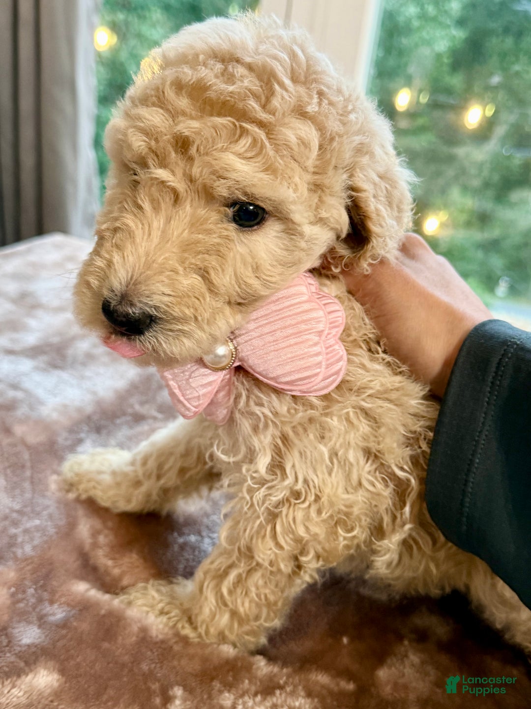 Standard Poodle dogs for sale: Standard Poodle Puppy 6 - Ad 3