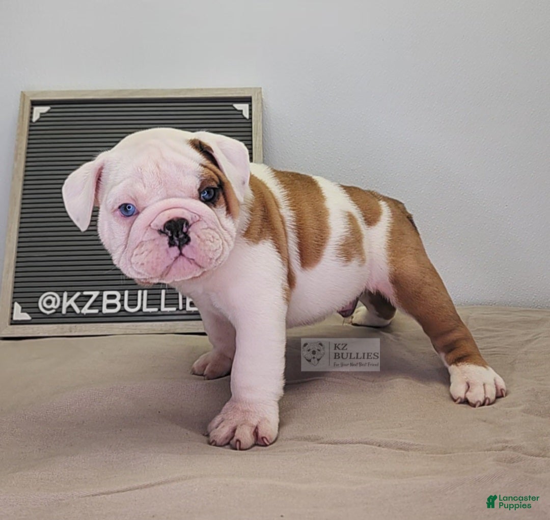 English Bulldog dogs Blake - Ad 26
