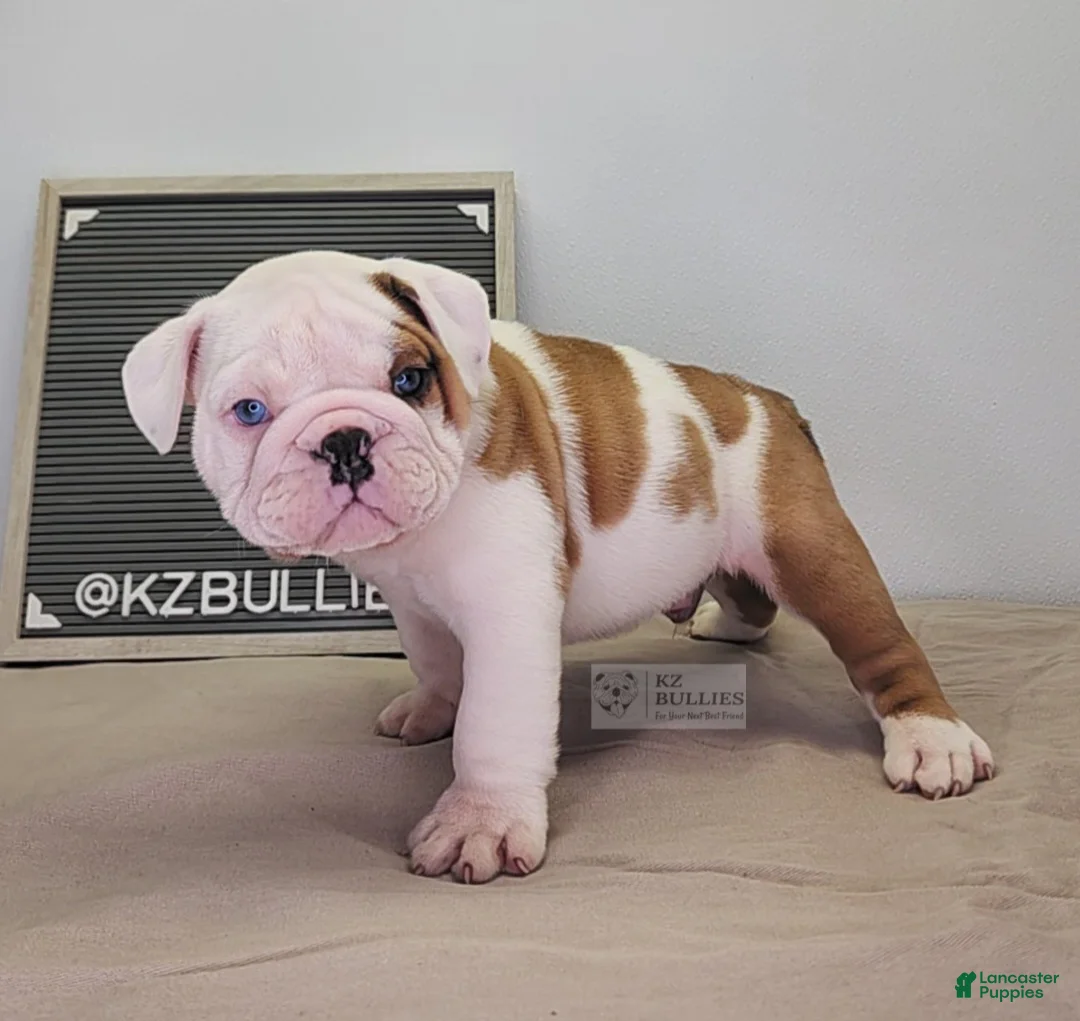 English Bulldog dogs for sale: Blake - Ad 1