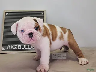 English Bulldog dogs Blake - Ad 26