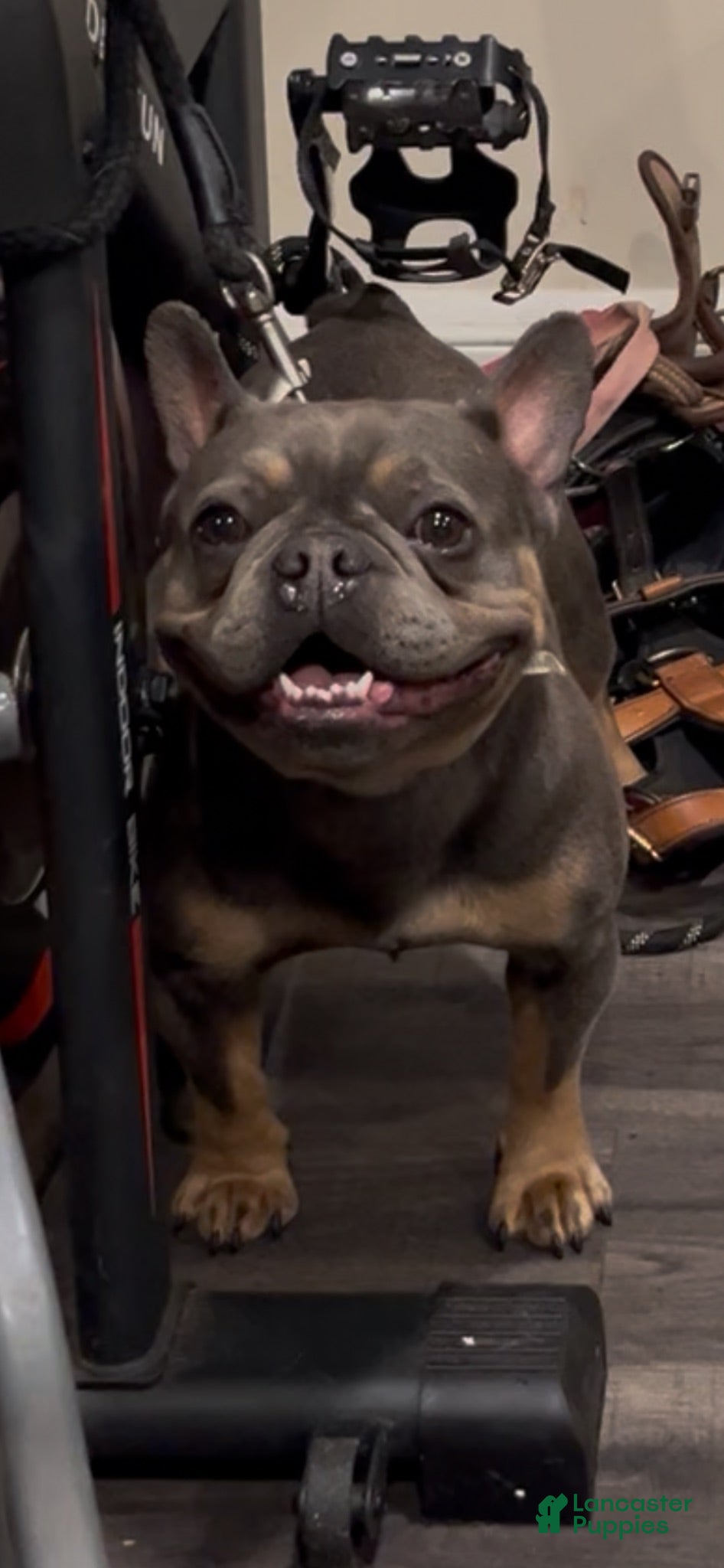 French Bulldog dogs  1 - Ad 2