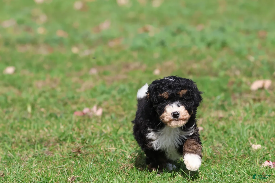 Mini Bernedoodle dogs for sale: Candy - Ad 4