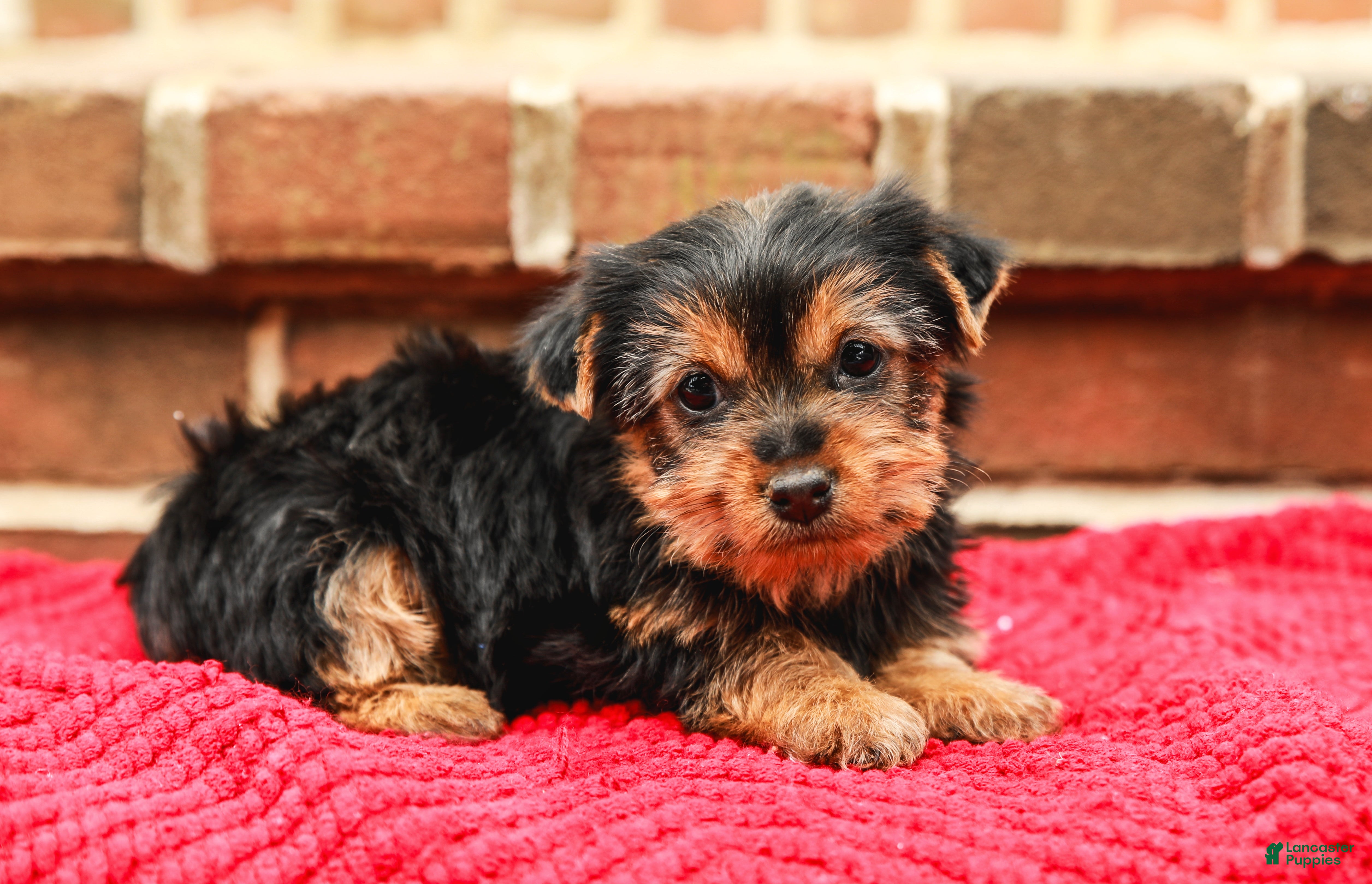 Yorkshire Terrier dogs Joy (Small) - Ad 2