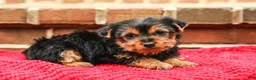 Yorkshire Terrier dogs for sale: Joy (Small) - Ad 3