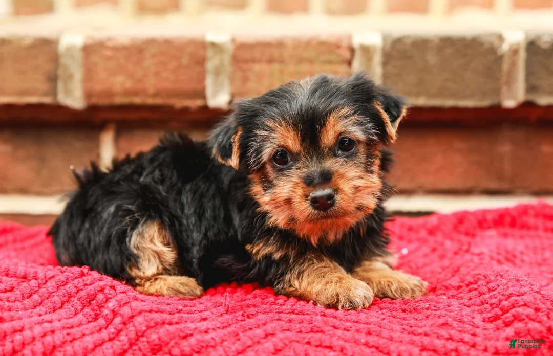 Yorkshire Terrier dogs for sale: Joy (Small) - Ad 3