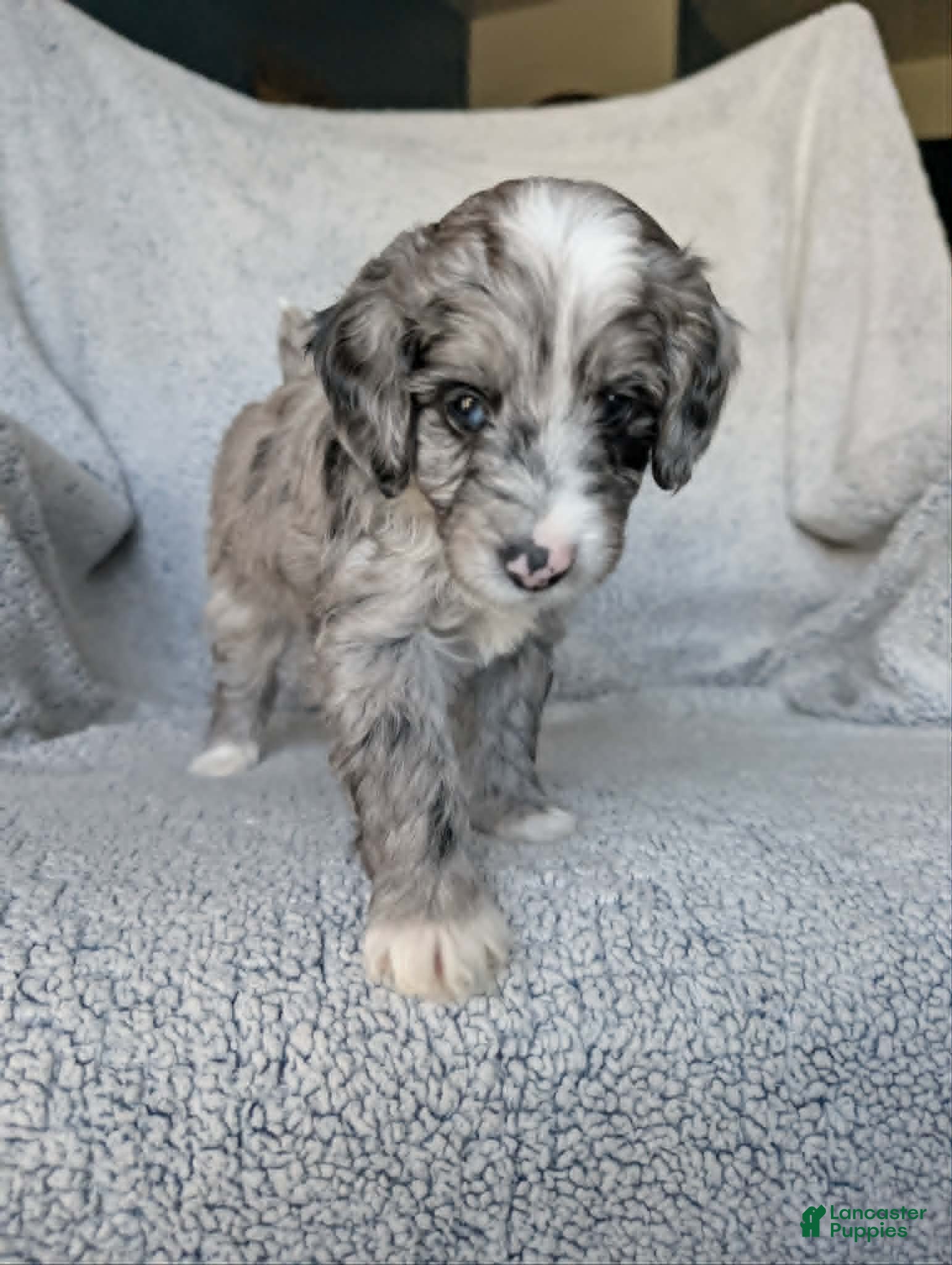 Mixed Breed dogs for sale: Smokey  - Ad 5