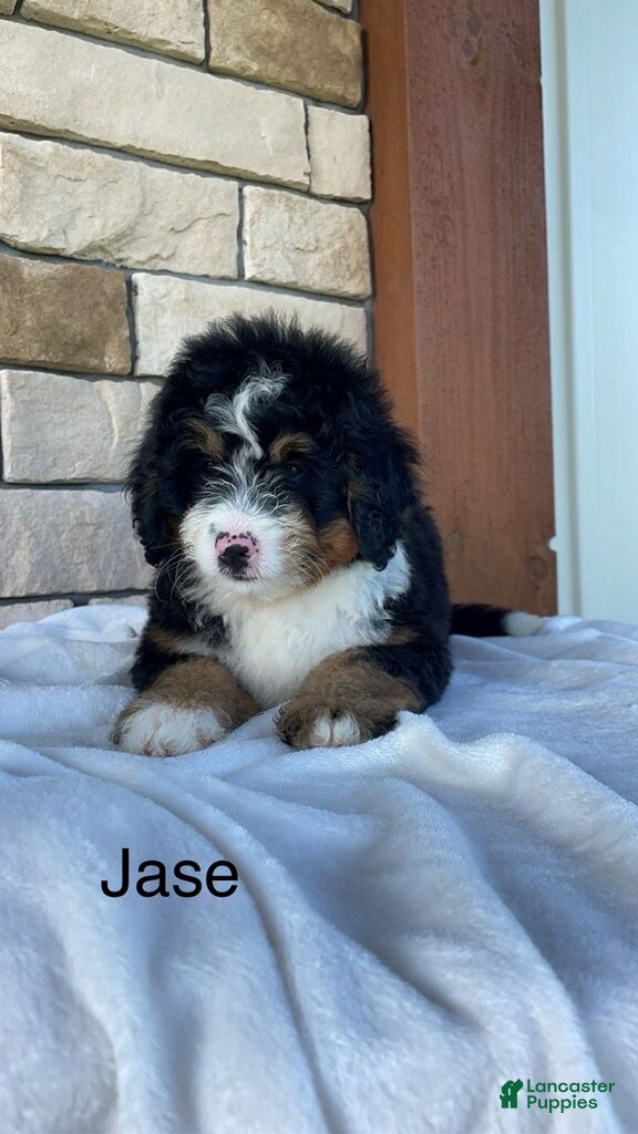 Mini Bernedoodle dogs Jase - Ad 2