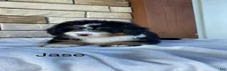 Mini Bernedoodle dogs for sale: Jase - Ad 2