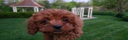 Cavapoo dogs for sale: Hope - Ad 13