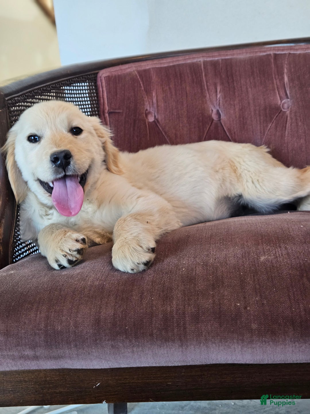 Golden Retriever dogs for sale: Buck - Ad 4