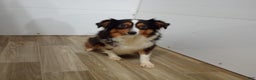 Toy Australian Shepherd dogs for sale: Chase  - Ad 6
