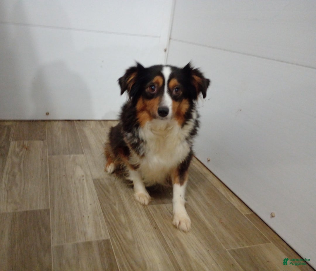 Toy Australian Shepherd dogs for sale: Chase  - Ad 6