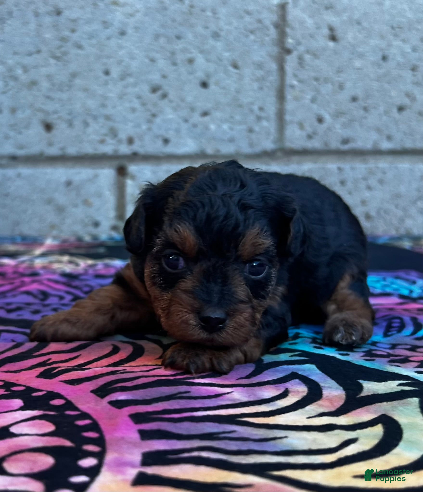 Yorkiepoo dogs Charlotte - Ad 6
