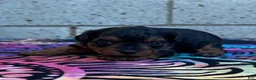 Yorkiepoo dogs for sale: Charlotte - Ad 1