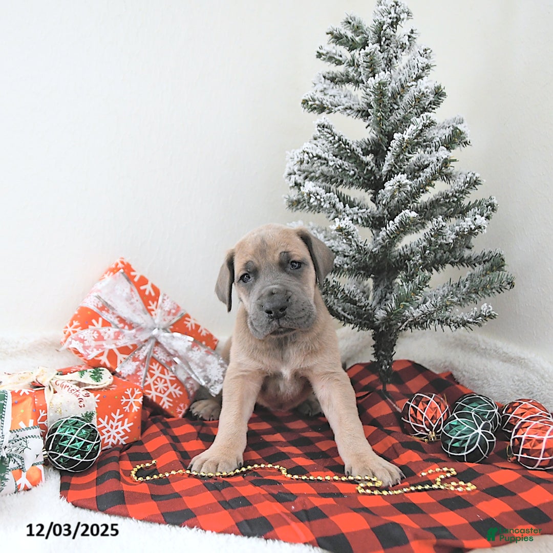 Great Dane dogs for sale: Ian - Ad 3