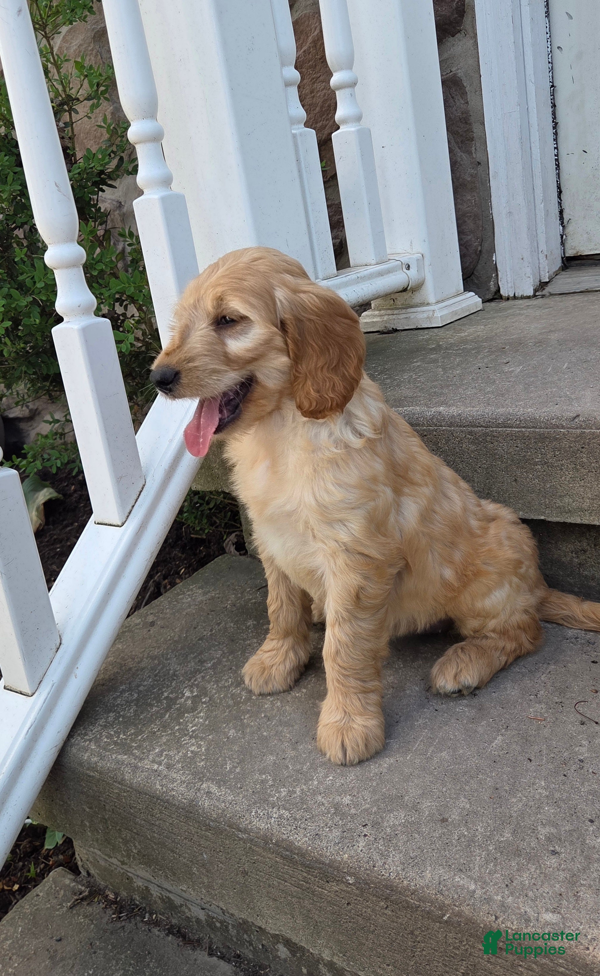 Mini Goldendoodle dogs Peaches  - Ad 2