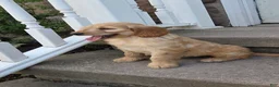 Mini Goldendoodle dogs for sale: Peaches  - Ad 2