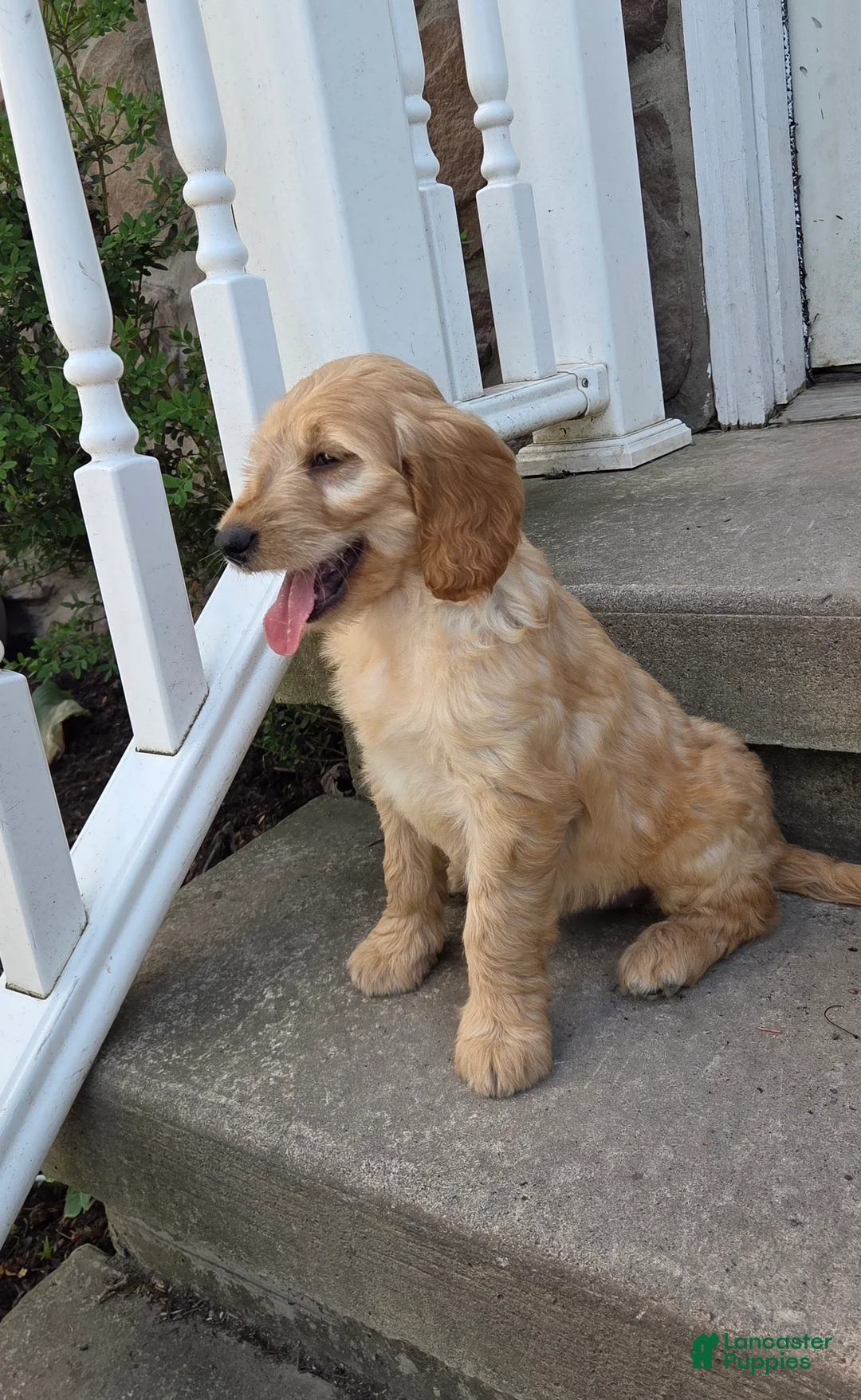 Mini Goldendoodle dogs for sale: Peaches  - Ad 2
