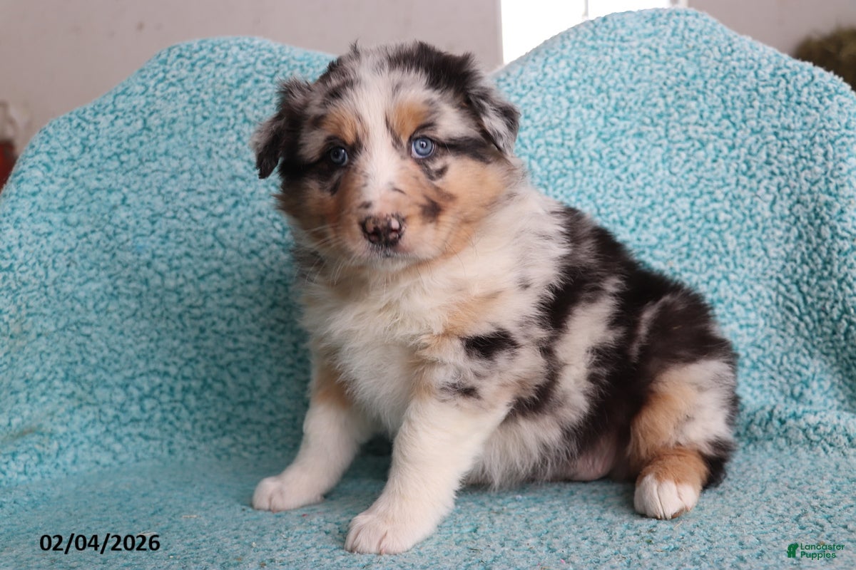 Australian Shepherd dogs Dora - Ad 2