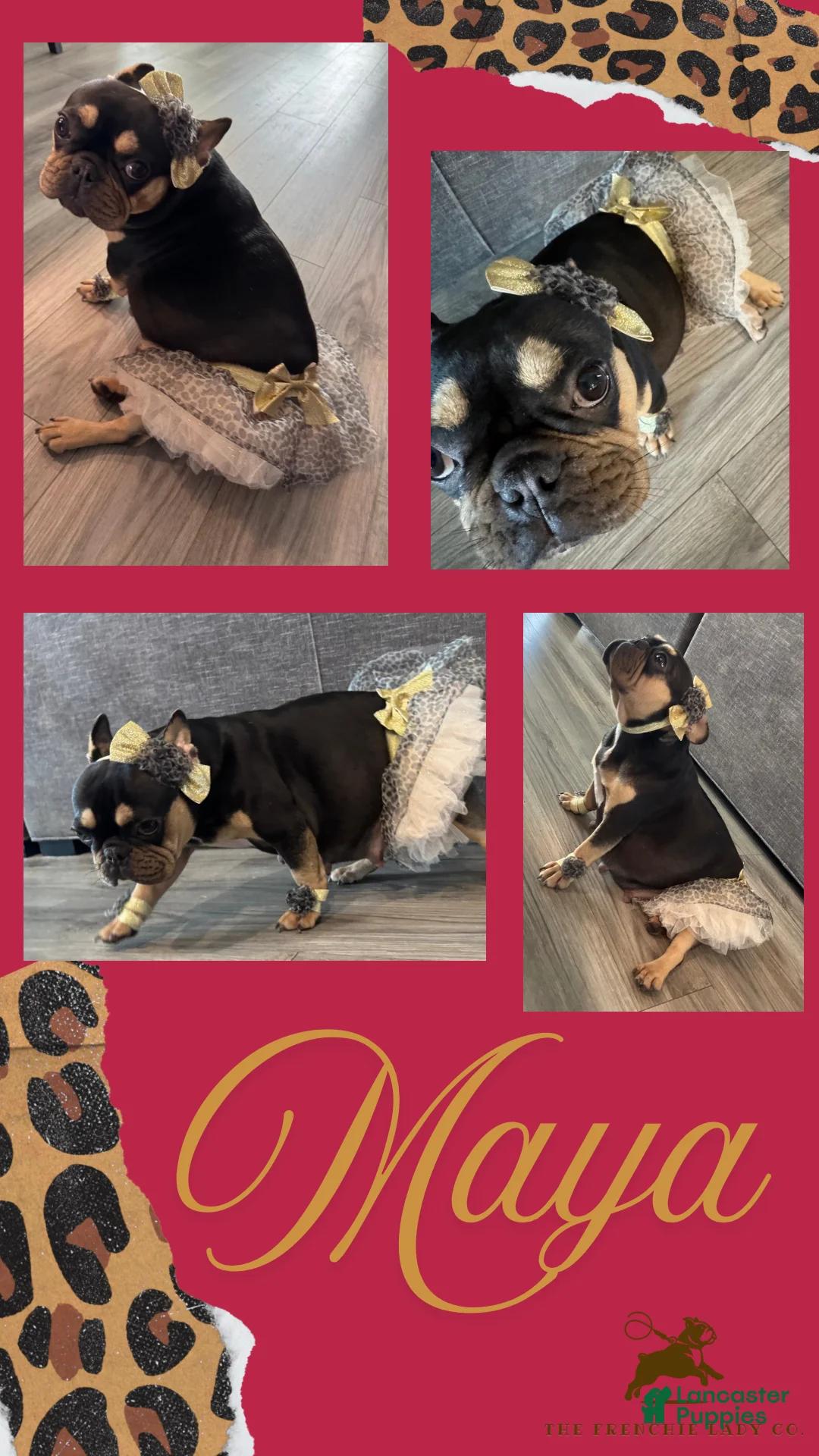 French Bulldog dogs for sale: Kalea - Ad 6