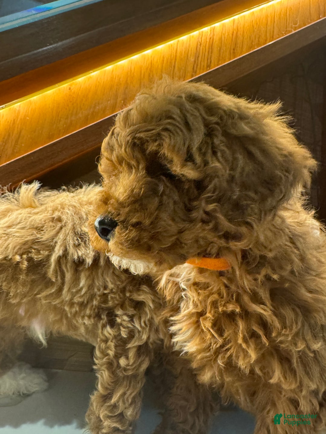 Toy Poodle dogs for sale: Cinnamon  - Ad 6