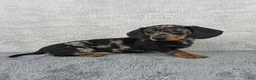 Miniature Dachshund dogs for sale: Millie - Ad 8