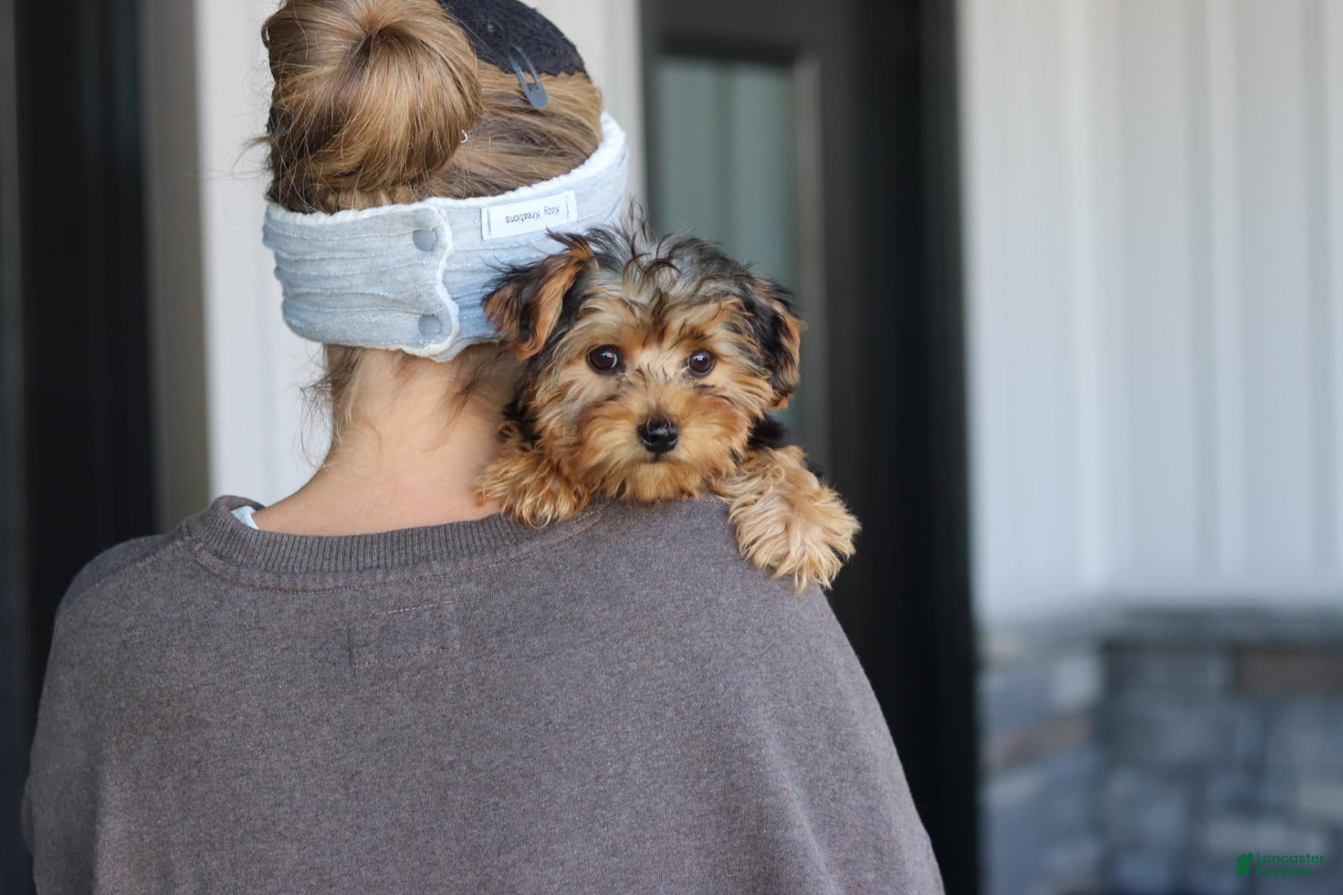 Yorkiepoo dogs Beckham - Ad 1