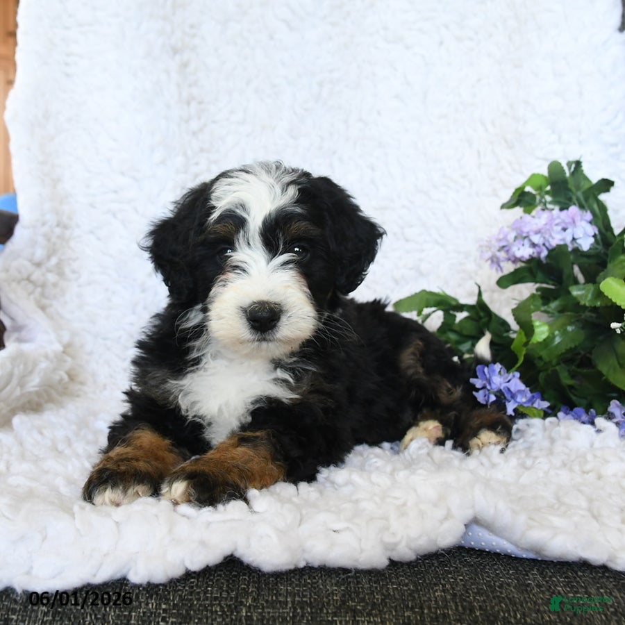 Mini Bernedoodle dogs for sale: Finn - Ad 4