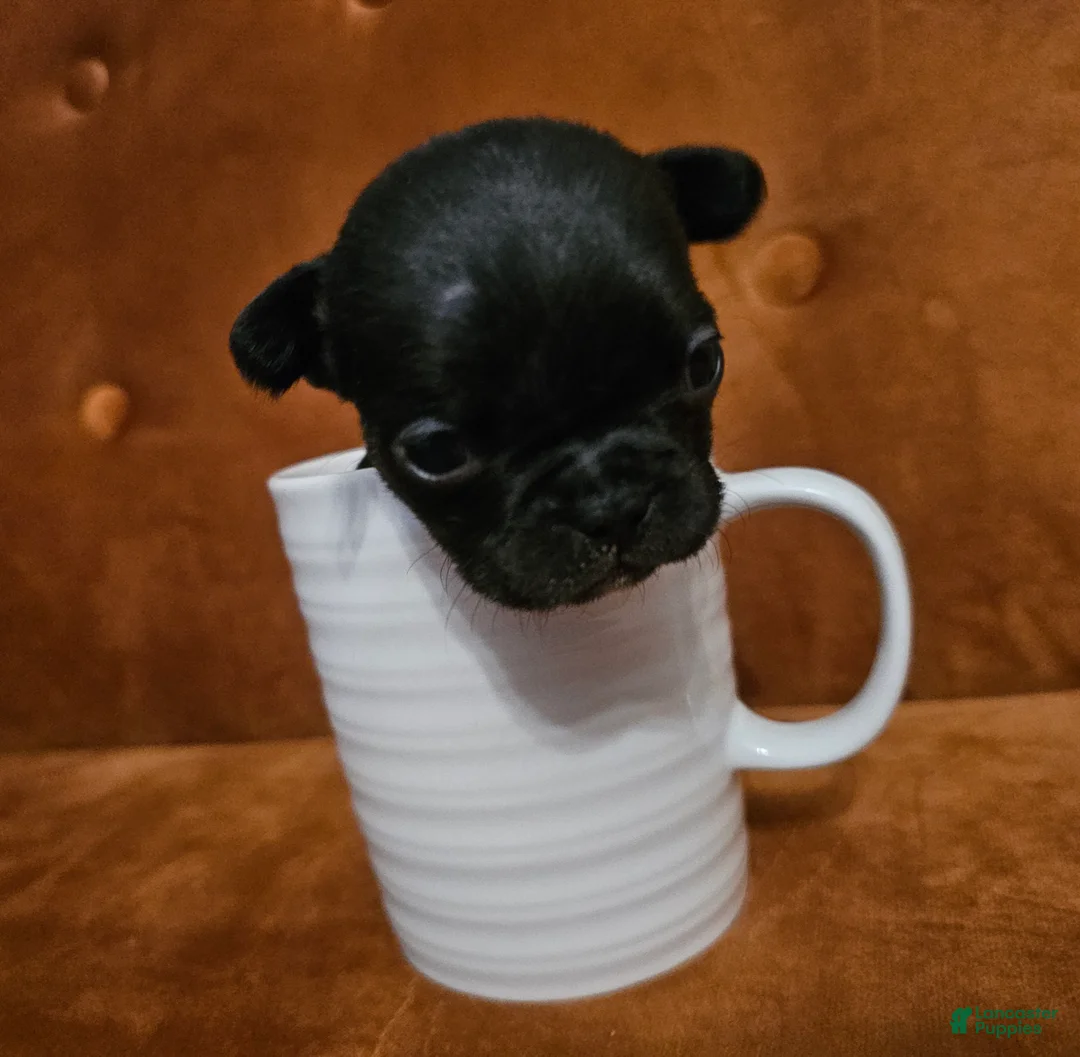 French Bulldog dogs for sale: Briar - Ad 2