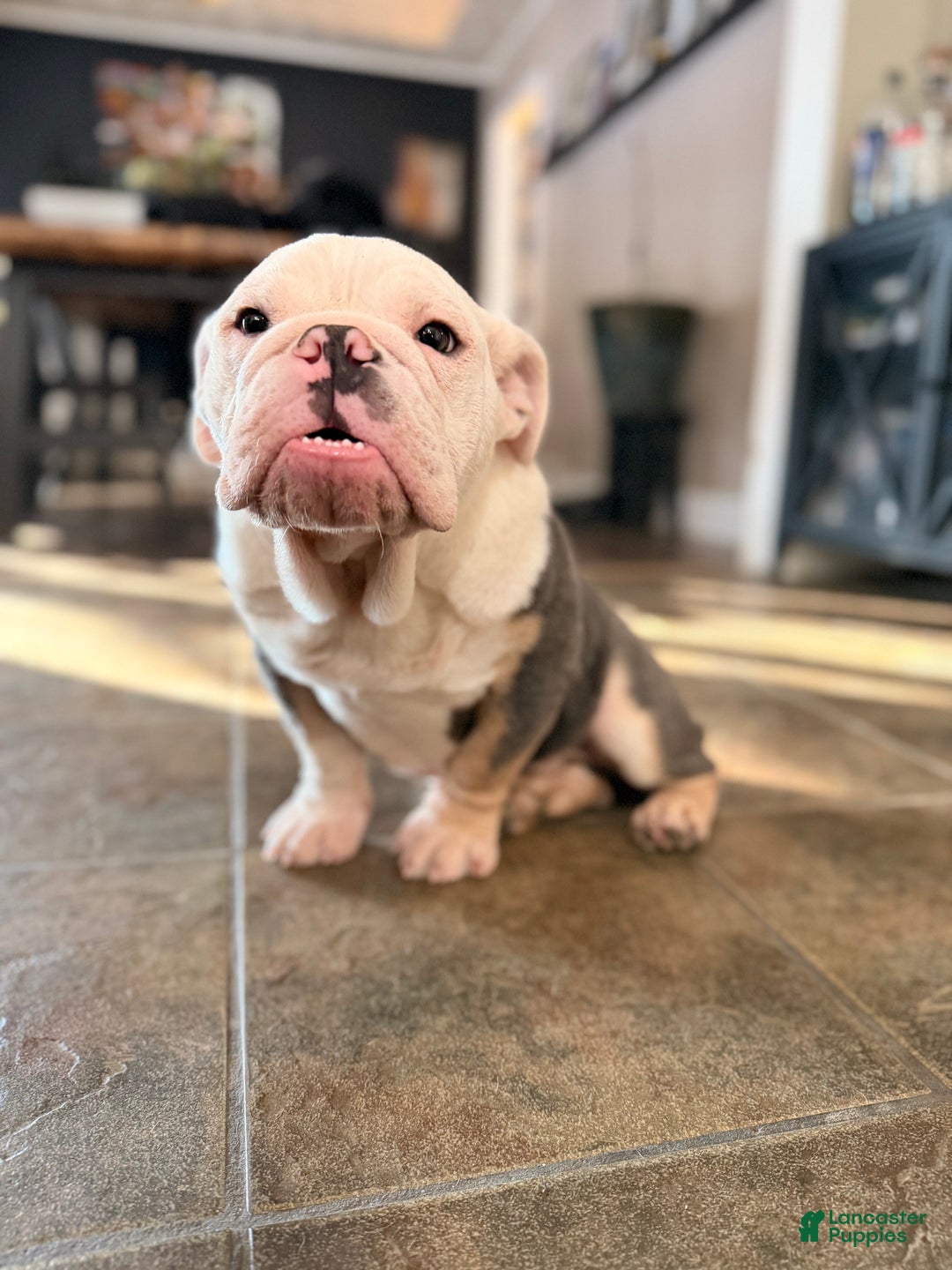 English Bulldog dogs for sale: Banksy - Ad 5