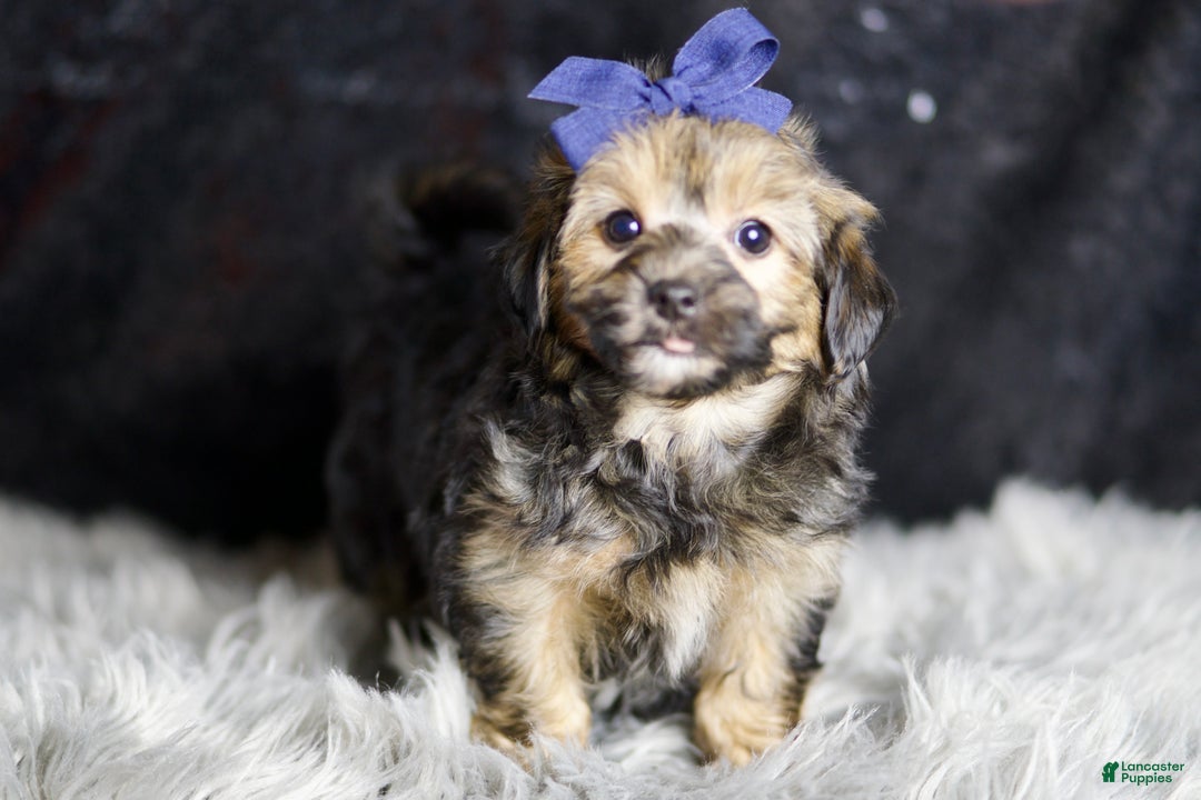 Yorkiepoo dogs for sale: Wolfie - Ad 1