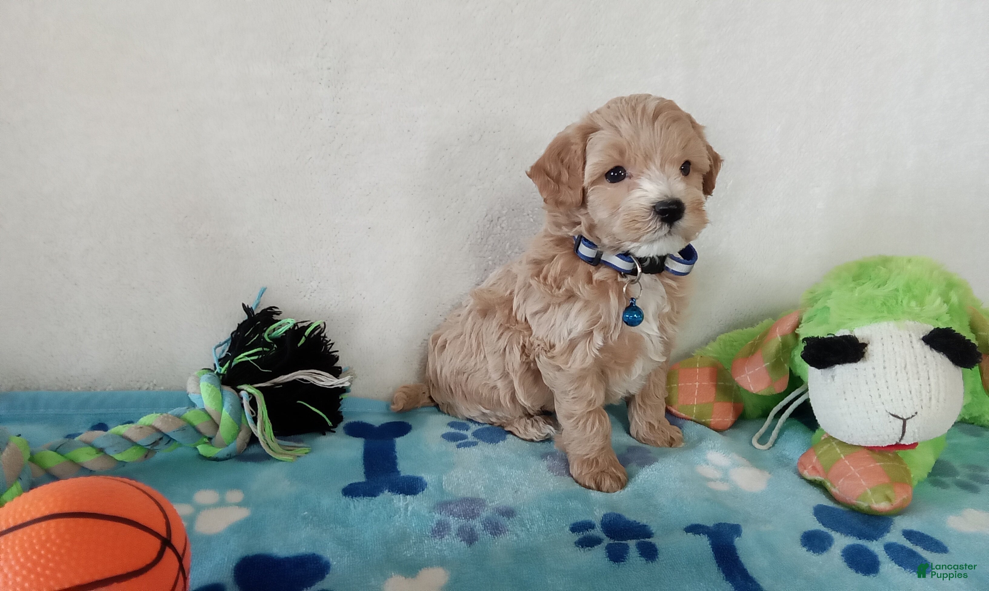 Cavapoo dogs Paws  - Ad 2